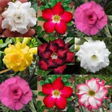 30 Sementes Rosas Do Deserto Mix Cores E Espécies Diferentes