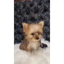 Yorkshire Terrier Golddust 