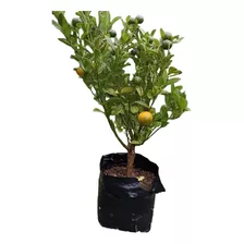 Plantula De Calamondin-(limón, Naranja) Pequeño