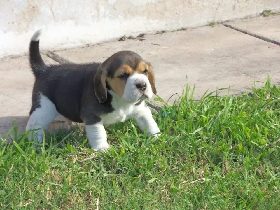 Auténticos Cachorros Beagle Calidad A-1, Padres Importados
