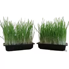 Pasto Para Gatos Hierba Gatera Catgrass 