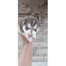 Husky Siberiano Cachorro Manto Marrón 