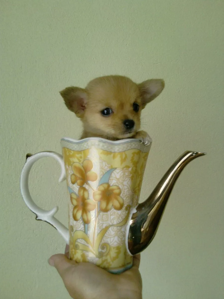Cachorros Chihuahua Puros Miniatura Cabeza De Manzana 