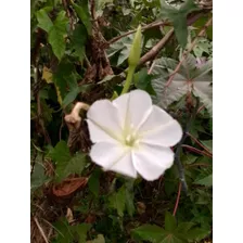 Semillas De Ipomoea Alba/enredadera De Flor Blanca De Luna