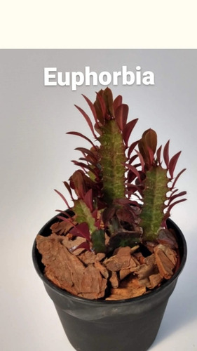Euphorbia Planta