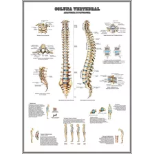 Poster Hd Coluna Vertebral 65x100cm Decorar Medicina Clínica