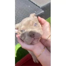 American Bully Canil Especializado Em Criações Da Raça 