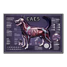 Mapa Cães 30x45cm Pet Anatomia Veterinário Poster Estudo