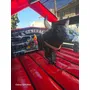 Tercera imagen para búsqueda de renta toro mecanico