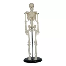 Modelo Mini Esqueleto Humano - 45cm