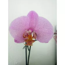 Semilla Orquídea (phalaenopsis Sp.)