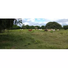 Finca En Purisima Cordoba 