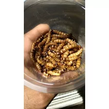 2000 Mil Larvas Gigantes