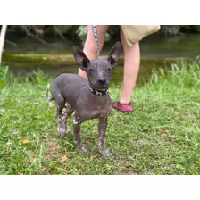 Xoloitzcuintle 