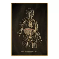 Poster Anatomia Sistema Circulatório - Aorta