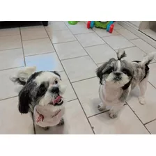 Lindos Cachorros Shih Tzu