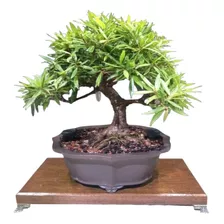 Bonsai Ficus Nerifolia 