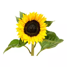 Harina Integral De Girasol 1 Kg