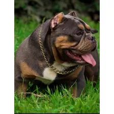 Cachorros American Bully 