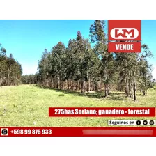 Venta Campo Soriano 275 Has Ganadero Forestal Con Renta