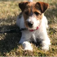 Jack Russell Terrier Bicolores Y Tricolores