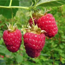 Framboesa Gigante Vermelha Sementes De Frutas P/ Mudas