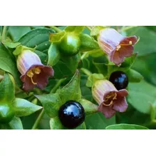 Flor Sementes Beladona Atropa Belladonna P/ Muda