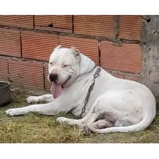 Cachorros Dogo Argentino