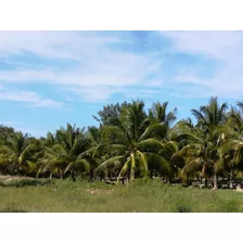 Venta De Granja De 5.5 Hectareas En Uman Yucatán