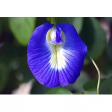 10 Sementes De Ervilha Borboleta Clitoria Ternatea 