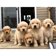 Golden Retriever Con Registro Cpri. Chip Y Tatuaje 