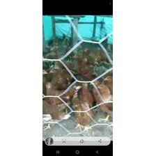 Vendo Lote De Gallinas Hy Line Brown 18 Semanas 