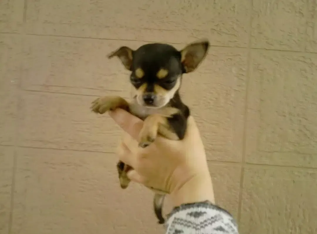 Chihuahua Miniatura Pureza Garantizada Divinos Cachorros
