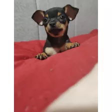 Chihuahua Pequeño Cara De Manzana 