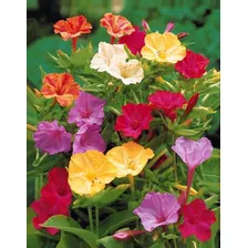 Semillas De Bella De Noche - Mirabilis Jalapa