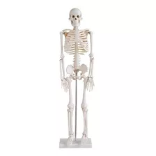 Esqueleto Articulado 85 Cm, Estudiantes, Profesionales,