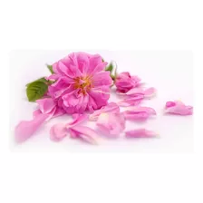 Rosa Bulgaria Damasco Puro Natural Aromaterapia Perfume Flor