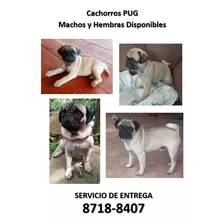 Cachorros Pug Patas Cortas. Machos Y Hembras. Entrega C. R. 