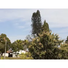 Linda Chácara Em Terreno Comercial Em Itu, Na Rod Mal Rondon Km 110.5 Margem Direita, Sentido Porto Feliz, 600mts Do Kartódromo E 4 Km Do Centro. + De 100 Pés De Plantas Adultas De + De 50 Variedades.