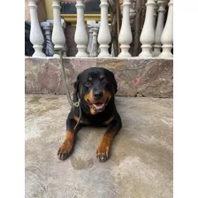 Rottweiler Para Monta