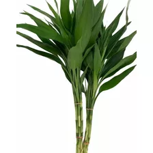 Bambu Da Sorte Planta Com 10 Mudas 40cm+ Suculenta De Brinde