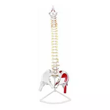 Vision Scientific Vav209 Life Size Spinal