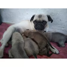 Pug Carlino Cachorros Perros