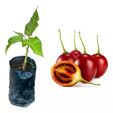 Muda De Tamarlho Vermelho (tomate De Árvore)