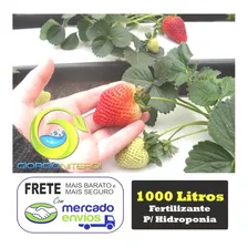 Kit 100 Sementes Morango + 1000lt Nutrientes Hidroponia Hort