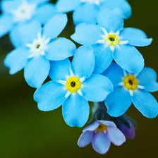 Miosotis Azul Sementes Flor Para Mudas