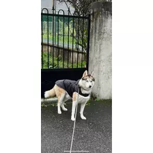 Capa Chuva Com Capuz Impermeável Cães Raças Grandes 6xl Pet