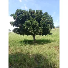 Finca Ganadera/frutera/agricultura