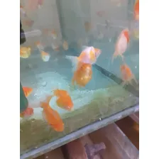 Goldfish Rubino