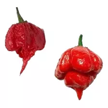 Sementes Trinidade Scorpion + Carolina Reaper 100 Unidades